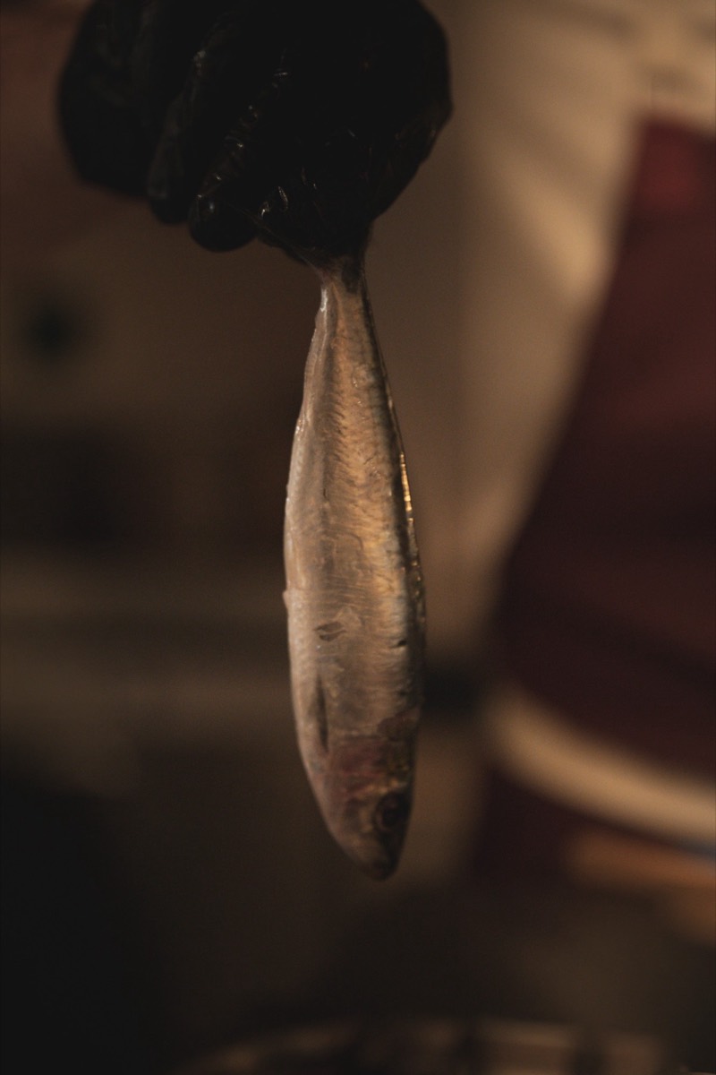 Limpiando el pescado en cocina